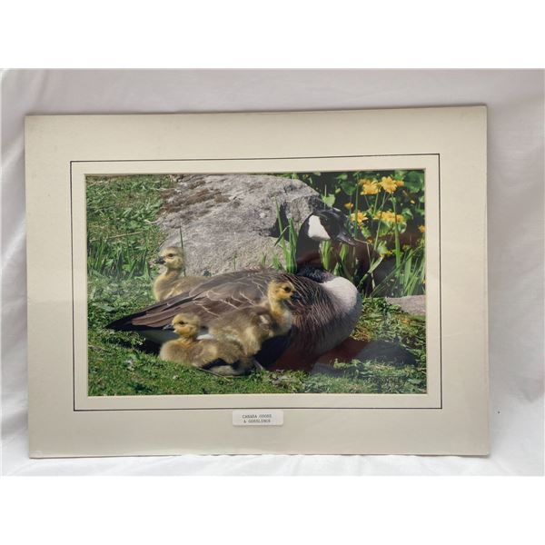 Canada Goode and Gasslings by Townsley