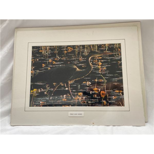 Great Blue Heron by Townsley