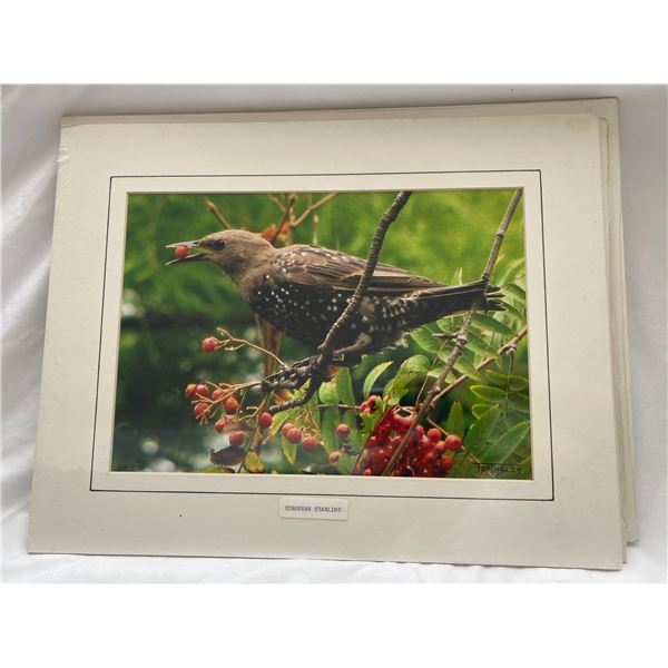 European Starling by Townsley