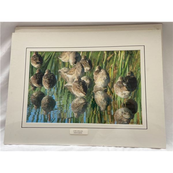 Long billed dowitchers by Townsley