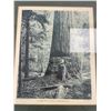 Image 2 : 2 Framed 12 x 14" 1907 Logging Prints from Seattle