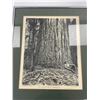 Image 2 : 14x12" and 12x 10" Framed Prints 1907 Logging Near Seattle