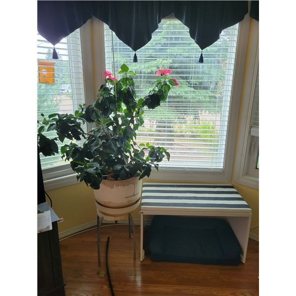 White Bench with Beautiful Flowering Houseplant