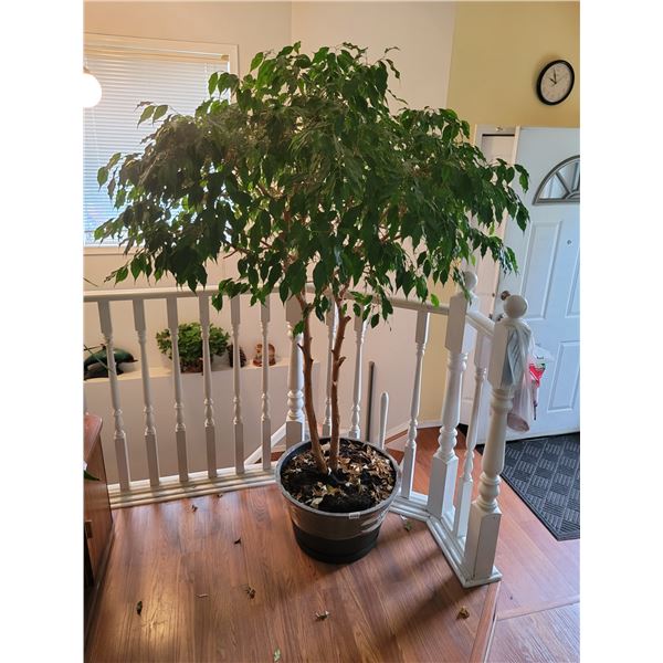 Beautiful 6 Foot Tree in Pot. (Houseplant)