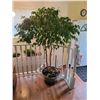 Image 1 : Beautiful 6 Foot Tree in Pot. (Houseplant)