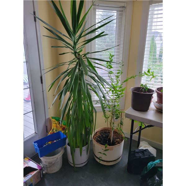 2 Houseplants Tallest 6.5'