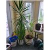 Image 1 : 2 Houseplants Tallest 6.5'