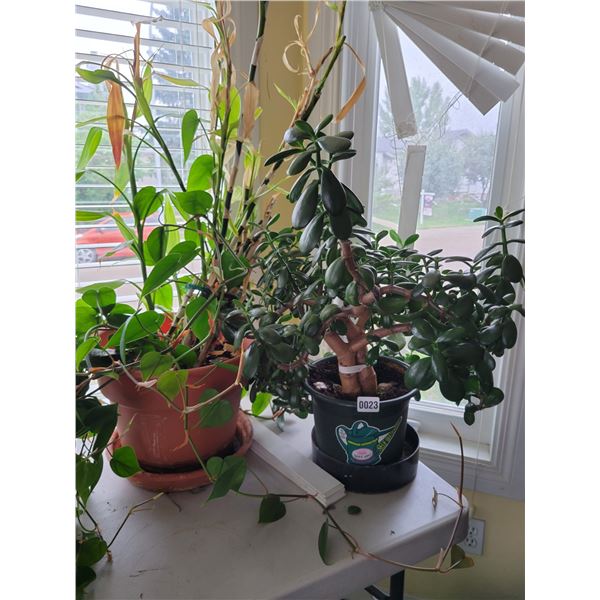 2 Houseplants with fold up table