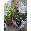 Image 1 : 2 Houseplants with fold up table