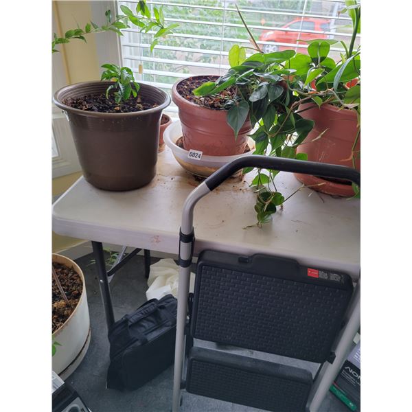 2 Houseplants with Step Ladder