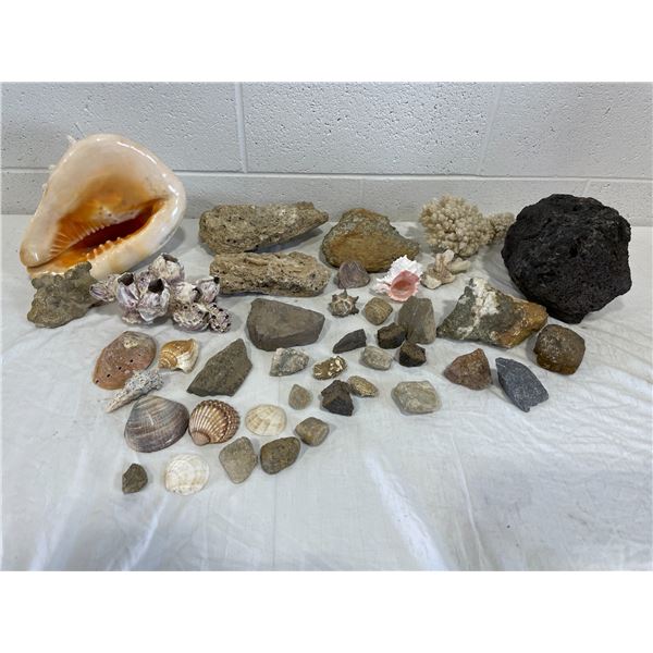 Shells & Fossils