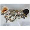 Image 1 : Shells & Fossils