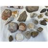 Image 3 : Shells & Fossils