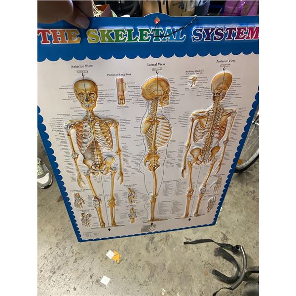 Skeleton system hanging