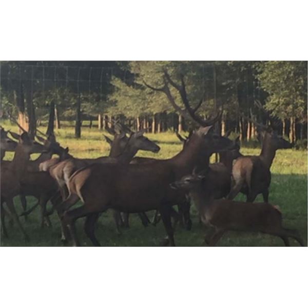 Men's Red Stag Trophy Hunt