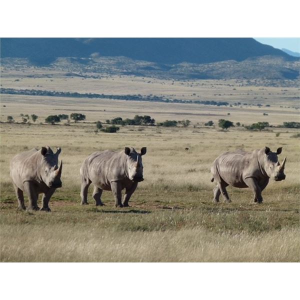 Africa White Rhino Dart Hunt