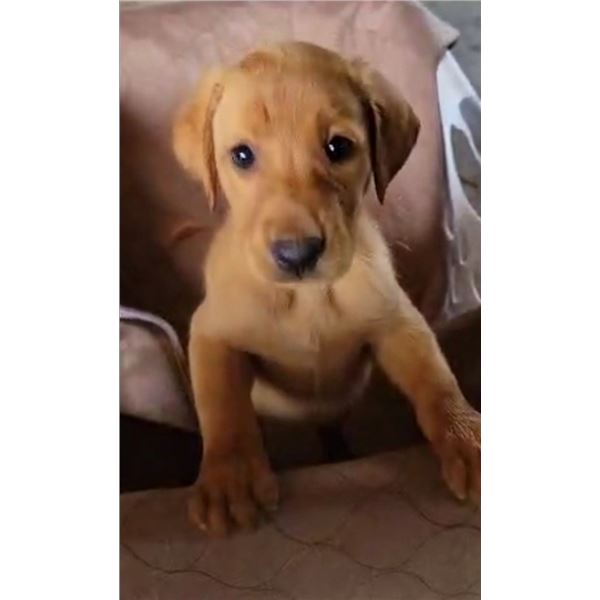 Fox Red Male Lab Puppy - IN PERSON BIDDING ONLY