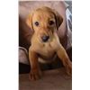Image 1 : Fox Red Male Lab Puppy - IN PERSON BIDDING ONLY