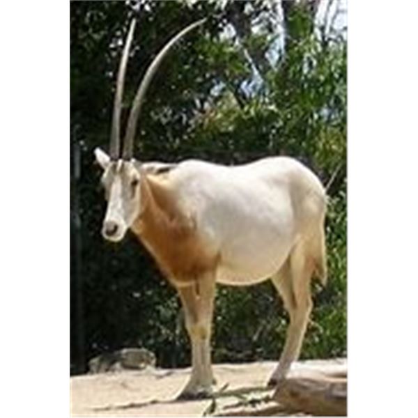 Scimitar Female Horned Oryx