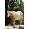 Image 1 : Scimitar Female Horned Oryx