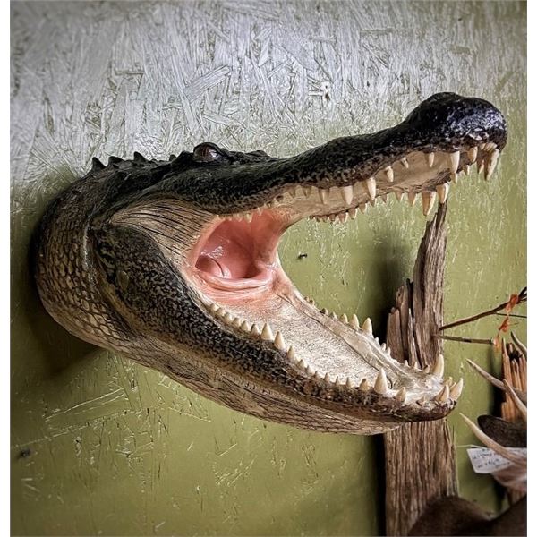 Alligator Shoulder Mount
