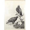 Image 1 : Hand Signed Eagle Print by Jim Branscum