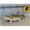 Image 1 : (DT) Mounted Pickeral Fish 29" L