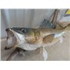 Image 3 : (DT) Mounted Pickeral Fish 29" L