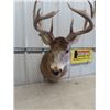 Image 2 : (DT) Mounted Deer Head w Tag