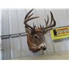Image 1 : (DT) Mounted Deer Head w Tag