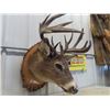 Image 2 : (DT) Mounted Deer Head w Tag