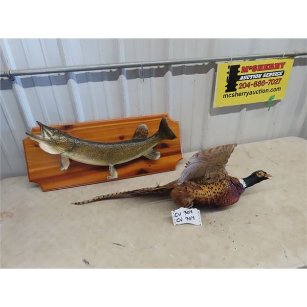 Mounted Northern Pike 27" L & Pheasant