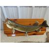 Image 2 : Mounted Northern Pike 27" L & Pheasant