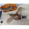 Image 3 : Mounted Northern Pike 27" L & Pheasant