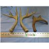 Image 1 : Deer sheds