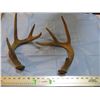 Image 1 : Deer sheds