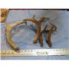 Image 1 : Deer sheds