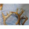 Image 2 : Deer sheds