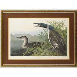 Audubon Double Folio Great Northern Diver