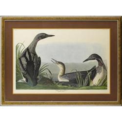 Audubon Double Folio Print, Black Throated Diver