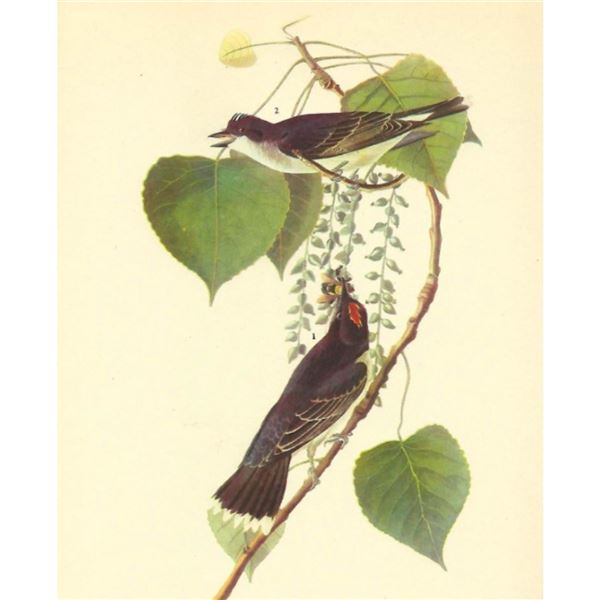 c1946 Audubon Print, #79 Kingbird