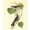 Image 1 : c1946 Audubon Print, #79 Kingbird