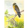 Image 1 : 1920's Red-Shouldered Hawk Color Lithograph Print