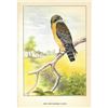 Image 2 : 1920's Red-Shouldered Hawk Color Lithograph Print