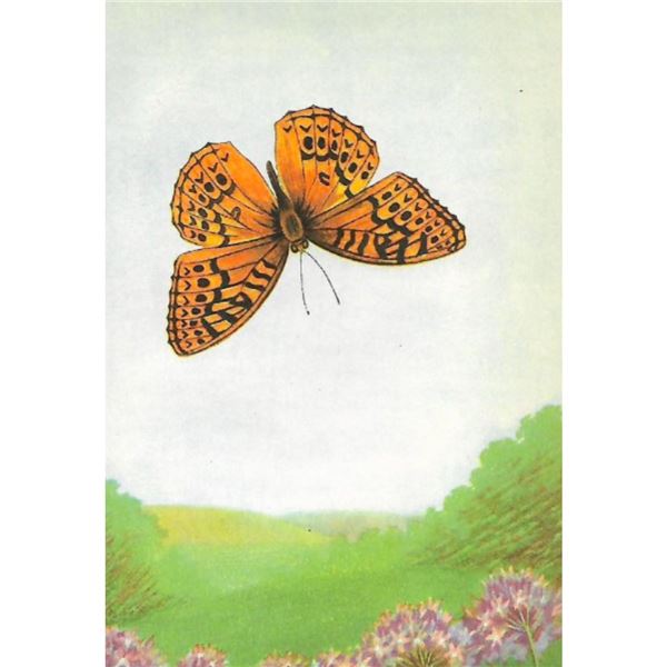 1920's Great Spangled Fritillary Butterfly Color Lithograph Print