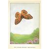 Image 2 : 1920's Great Spangled Fritillary Butterfly Color Lithograph Print