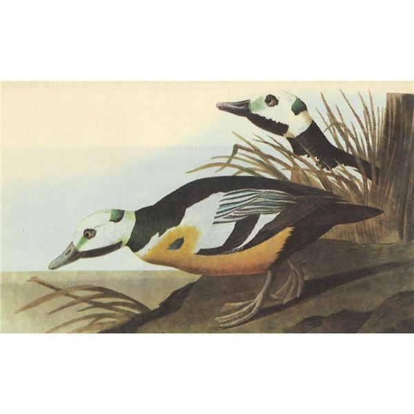 c1946 Audubon Print, #429 Steller's Eider