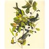Image 1 : c1946 Audubon Print, #133 Black-Poll Warbler