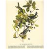 Image 2 : c1946 Audubon Print, #133 Black-Poll Warbler