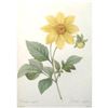 Image 2 : After Pierre-Jospeh Redoute, Floral Print, #29 Dalhia simple